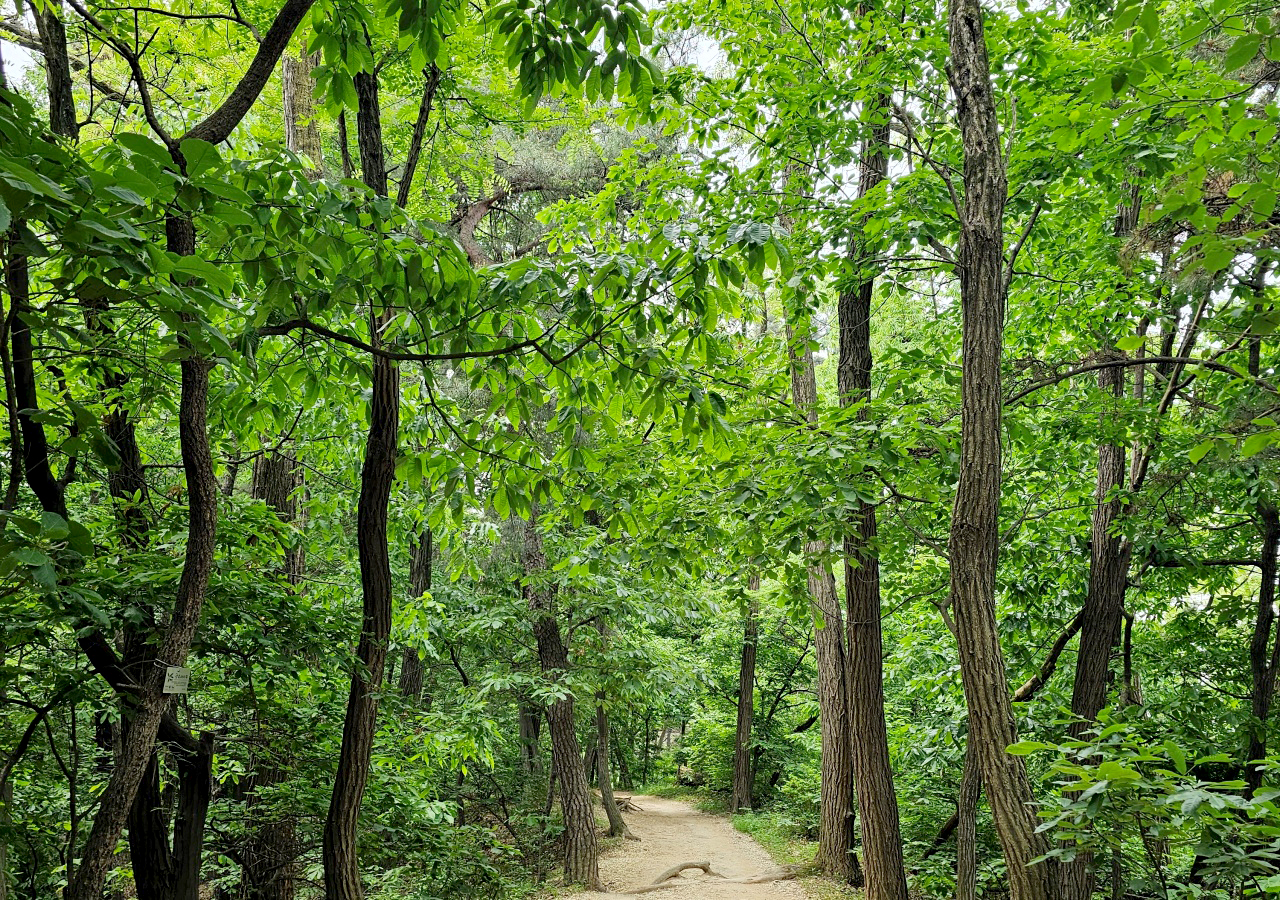 산책로 구룡산등산로
